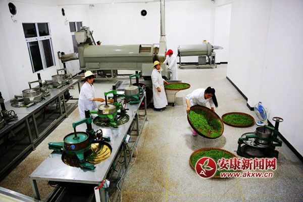 19、工業化制茶.jpg