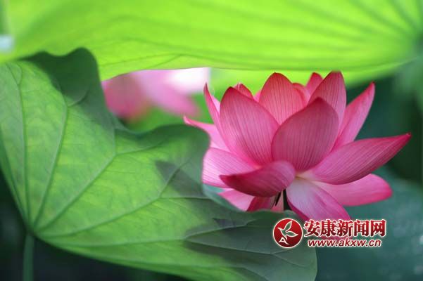 大姑娘醉臥青紗帳.jpg