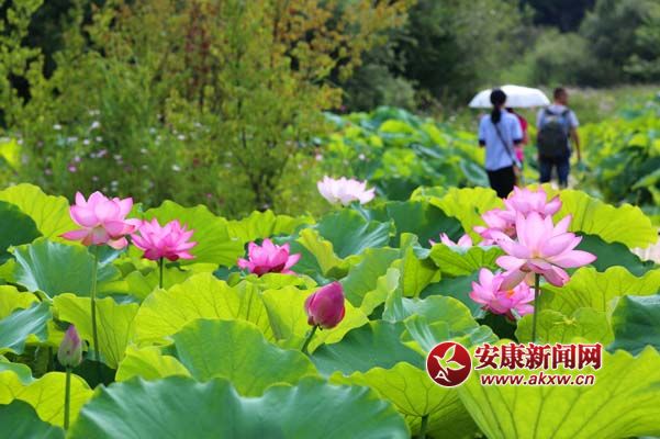 8月7日，游客在陜西省寧陜縣悠然山觀賞荷花。.jpg