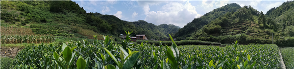 大竹園的茶旅產業.jpg