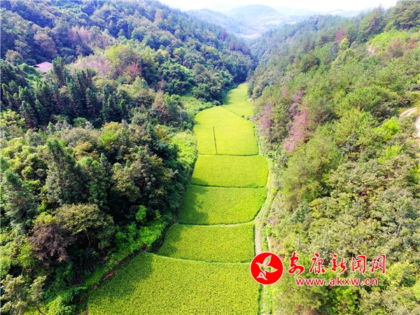 2.據了解,這里的稻谷屬于冷水谷,是稻谷的一種。只是由于受地理條件限制和影響,用于灌溉稻田的水完全取自于山林徑流,水質寒