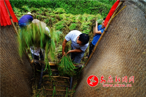 7.“打谷人”相對割麥人比較辛苦。他們不僅要打谷,而且還要跟著節奏走,不能出現失誤。同時,待拌桶裝滿后,他們又要撿除拌桶