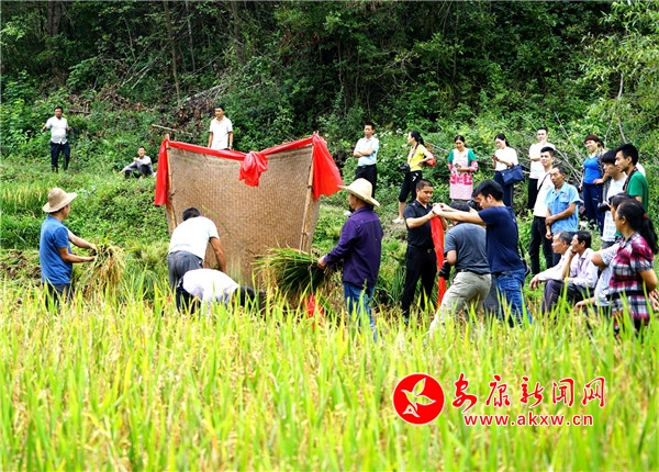 1.9月5日,位于安康市平利縣西河鎮女媧山村金竹溝的320畝原生態農田正式開鐮收割。數十人齊聚田間地頭,挽起褲腿,手持鐮