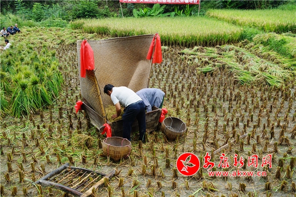 3.開鐮前,村民們按照傳統的地方農業耕作觀念,在“拌桶”、鐮刀上扎上大小紅花,以示慶祝豐收和對勞動者的尊重。同時,村民們