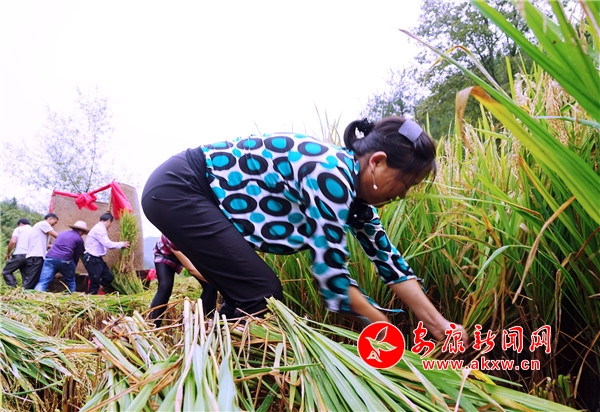 6.在現場,只見10余位村民右手持鐮,左手抓稻,手起刀落,一束束稻秧被割下整齊的擺放在身后。“打谷人”見縫插針,稍有余地