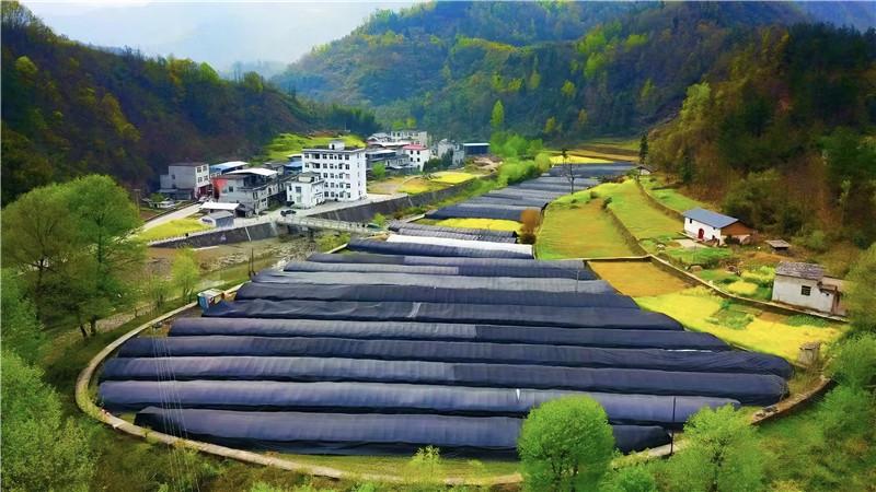 從高處俯瞰,太平村的羊肚菌種植基地美景如畫。(資料圖片)
