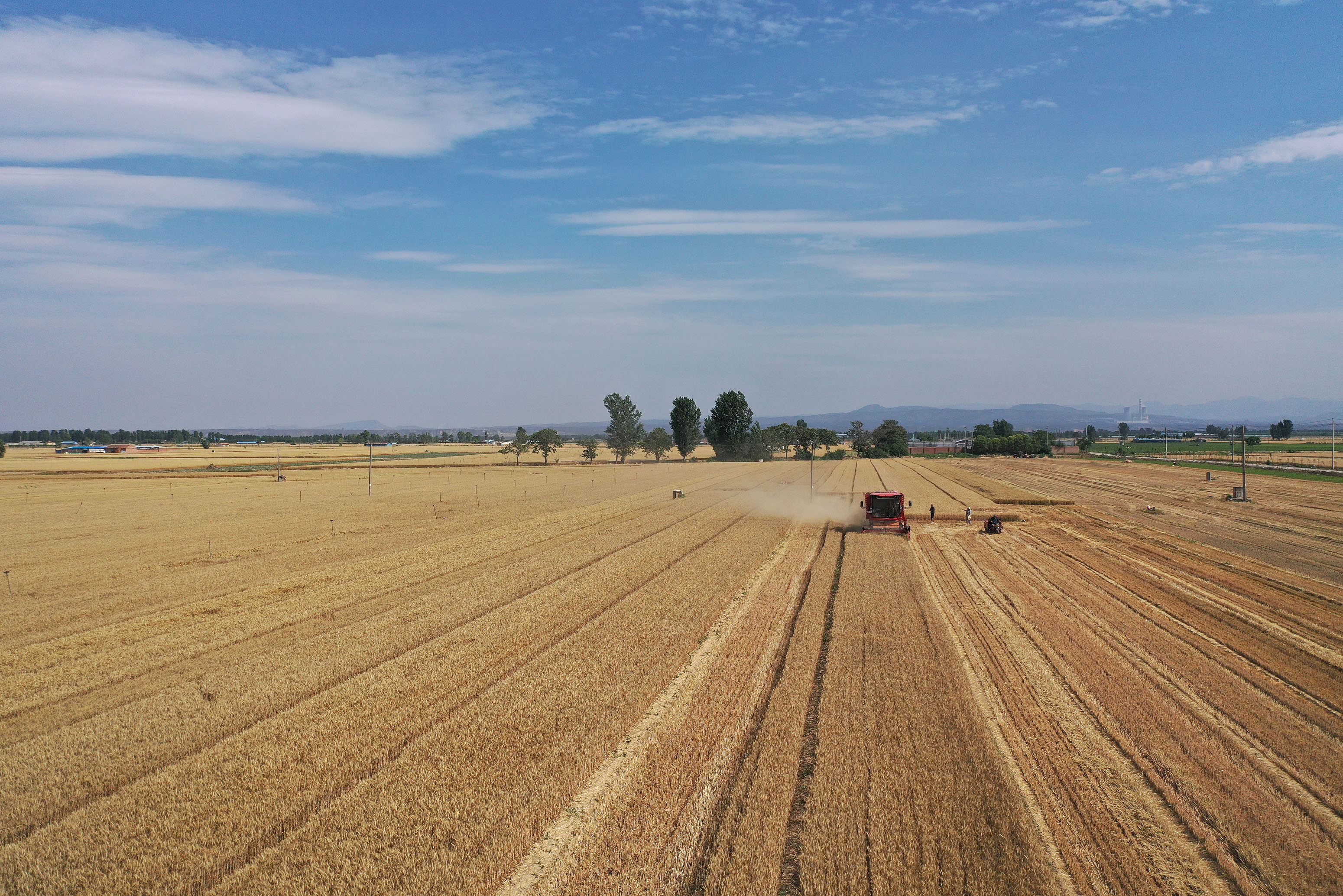 2025年6月3日，河南焦作，溫縣黃河街道灘王莊村農民駕駛收割機收獲小麥。